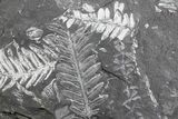 Wide Fossil Seed Fern Plate - Pennsylvania #73157-1